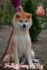 Фото №3. male Japanese Akita Inu.  Украина