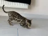 Дополнительные фото: Шикарный Бенгальский кот