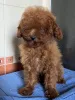 Фото №1. пудель (той) - купить в Киеве за 111320₽. Объявление №150131