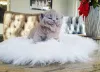 Фото №3. Плюшевые британские шортеновые котят сладкие, социальные и потрясающие. Германия