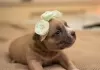 Дополнительные фото: american bully