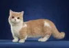 Фото №3. Красивые Породные Русские Голубые Котята. Германия