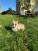 Дополнительные фото: Welpen von Corgi