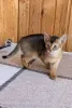 Фото №3. Adoptoitavat abessinialaiset кисанпеннут. Финляндия