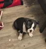 Фото №3. Boston-Terrier-Welpen nur noch 2 verfügbar schreiben Sie mir per WhatsApp 44.  Германия