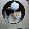 Дополнительные фото: Очень милые сибирские котята мужского и женского пола.
