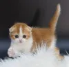Фото №2 к объявлению №164253 о продаже шотландская вислоухая (скоттиш фолд) - купить в Бельгии частное объявление, заводчик