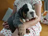 Дополнительные фото: Английский бульдог