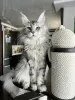 Дополнительные фото: Maine-Coon-Kätzchen/Katzen Zu Verkaufen