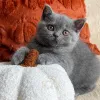 Фото №1. британская короткошёрстная - купить в Алленсбах за договорная. Объявление №177435