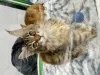 Фото №3. Котята Мейн кун. Россия