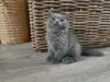 Фото №4. Продам британскую короткошёрстную в Принес частное объявление - цена 41745₽