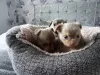Дополнительные фото: Щенки Чихуахуа