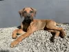 Дополнительные фото: rhodesian ridgeback