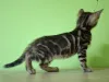 Дополнительные фото: Бенгальский котенок Bengal