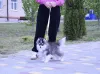 Дополнительные фото: Щенки Помски микро