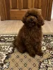 Фото №1. пудель (той) - купить в Киеве за 92767₽. Объявление №159673