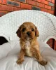 Дополнительные фото: Cavapoo-Welpen Zur Усыновление