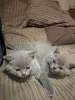 Фото №1. британская короткошёрстная - купить в Ковентри за договорная. Объявление №173796