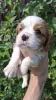 Дополнительные фото: Чистокровные щенки Кавалер Кинг Чарльз Спаниель