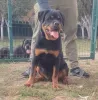 Фото №4. Продажа ротвейлера в Zemun  - цена договорная