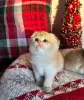 Дополнительные фото: Продается чистокровная британская короткошерстная кошка с очаровательным