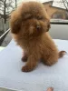 Дополнительные фото: Toy poodle 8 months/male