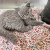 Фото №2 к объявлению №169921 о продаже британская короткошёрстная - купить в Германии заводчик