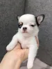 Дополнительные фото: Чихуахуа доступен для усыновления, свяжитесь с WhatsApp Business 447450021323