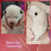 Дополнительные фото: Щенки джек рассел терьера