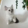 Фото №3. Ragdoll Kitten. Италия