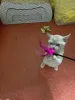 Фото №3. Бирма Котенок ищет любящий дом.. Австрия