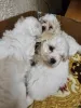 Фото №3. Bichon Frisé Welpen WhatsApp 44 7453 907158.  Германия