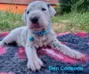 Дополнительные фото: Dalmatian Puppy FCI Pedigree