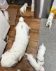 Фото №3. Well-Trained Clumber Spaniel Puppies Available Forever New Homes..  Германия