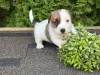 Дополнительные фото: Щенки Джек Рассел Терьер