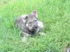 Фото №3. Schwedische Elchhundwelpen zu verkaufen.  Нидерланды