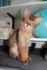 Дополнительные фото: Котята Чаузи