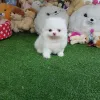 Фото №2 к объявлению №161007 о продаже померанского шпица - купить в Австрии 