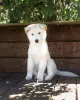 Дополнительные фото: Purebred Spitz Puppies доступно для здоровья проверено и хорошо социализировано