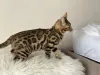 Дополнительные фото: Шикарные Бенгальские котята
