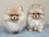 Фото №2 к объявлению №166591 о продаже померанского шпица - купить в Бельгии частное объявление, заводчик