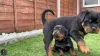 Фото №3. Rottweiler Puppies.  Испания