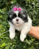 Фото №3. Beautiful male and female KC registered shih tzu pups.  Польша