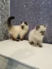 Дополнительные фото: Котята Рэгдолл.
