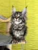Фото №3. Adorables gatitos maine cooon. Испания