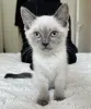 Фото №3. Элегантные сиамские кошки сил-пойнт, ласковые компаньоны из Европы. Германия