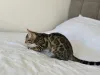 Дополнительные фото: Бенгальская кошка