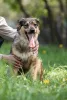 Дополнительные фото: Чудесная собака Мила ищет семью.