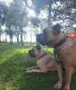 Дополнительные фото: Cane Corso Puppy Top -Class Puppy